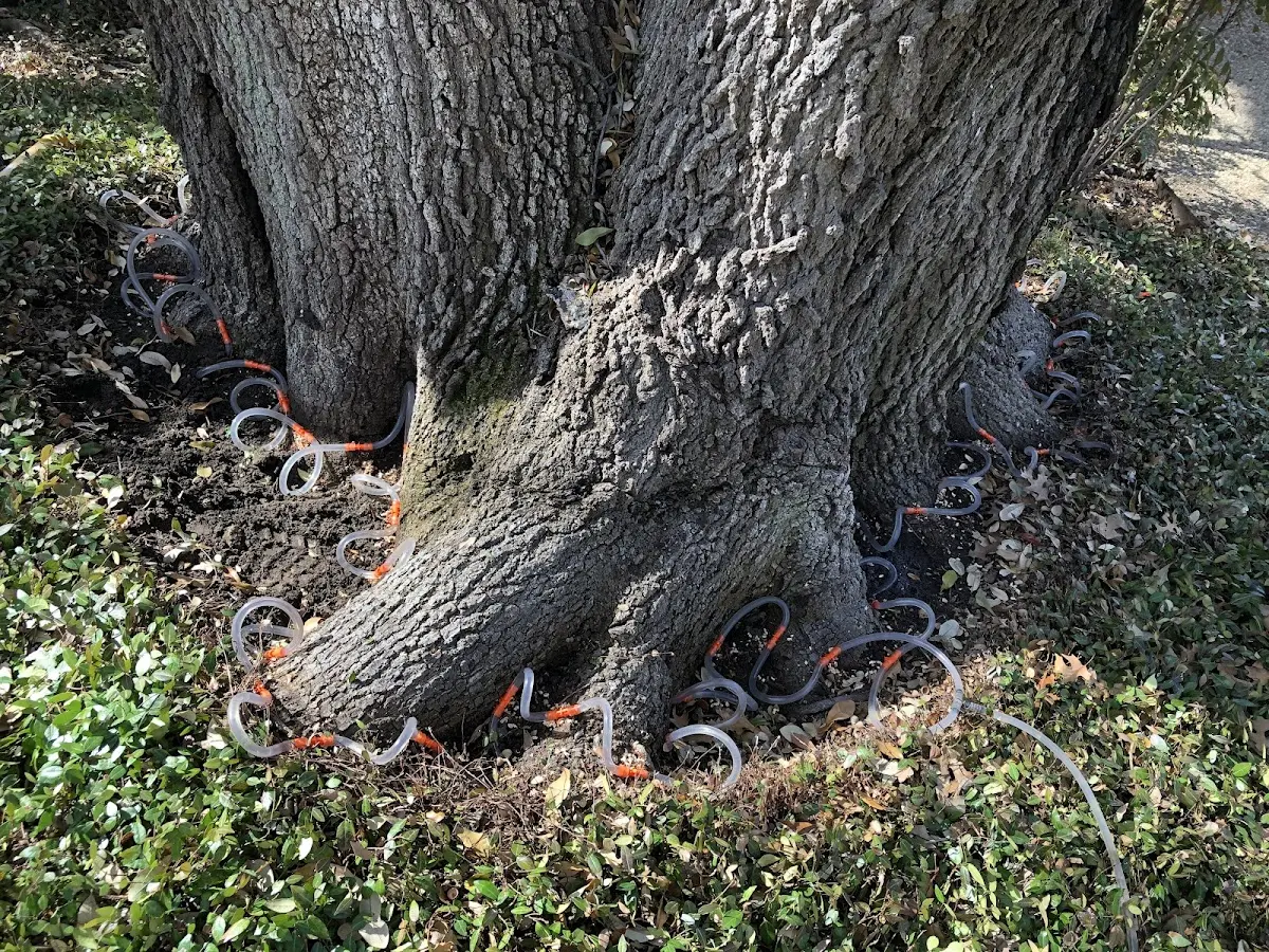 Detailed Tree Cabling and Bracing job site in Shelburne Falls