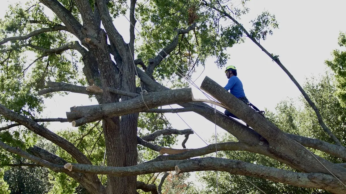 Professional Crown Thinning performed by certified arborists in Shelburne Falls