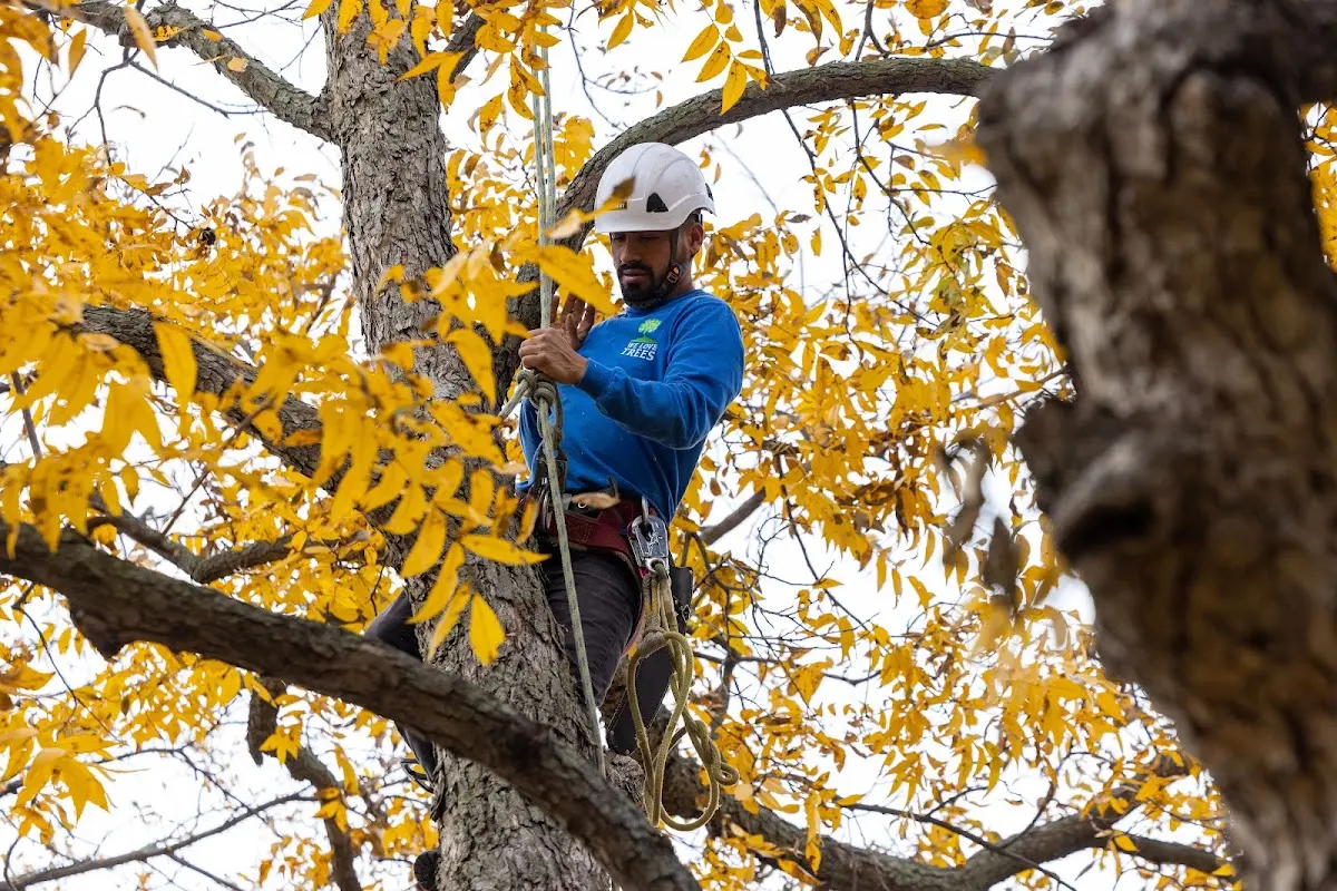 Skilled Tree Pruning crew working in Shelburne Falls